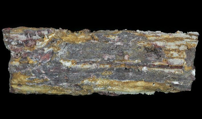 Devonian Petrified Wood (Callixylon) Section - Oldest True Wood #64131